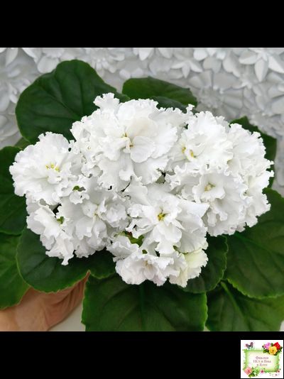 Свадебный Букет (К. Морев)