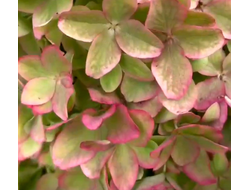Гортензия метельчатая Металлика (Hydrangea paniculata Metallica), 0,5 л