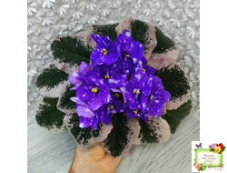 Rivermist Heavenly (J. Baker) (10985) NEW 05/21/2018