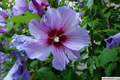 Гибискус Марина - Marina