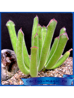 Cotyledon campanulata JAA 1592