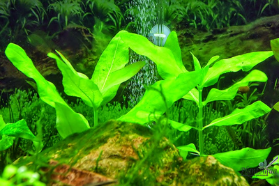 Гимнокоронис (ветка)