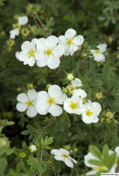 Лапчатка кустарниковая Эбботсвуд Купить Саженцы в Москве