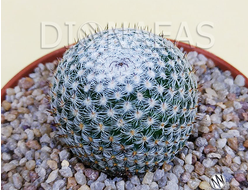 Mammillaria Microthele Superfina - Маммиллярия микротеле Суперфина, кактус с совиным глазом