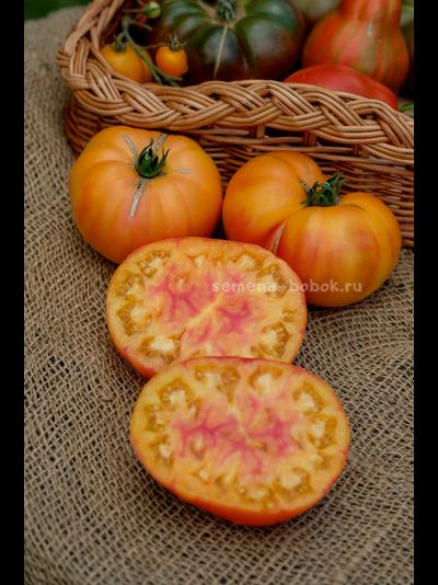 Томат Ярсон 34 (Jarson 34), 10 шт