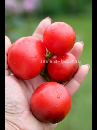 Томат Гондвана Тени, 10 шт