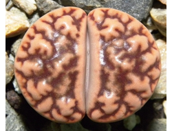 Lithops bromfieldii (Литопс Бромфельда)