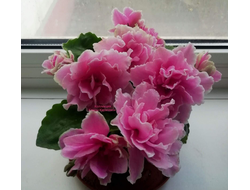 116) ВаТ-Пион