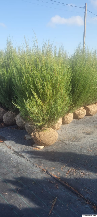 Можжевельник Фишт - Fischt