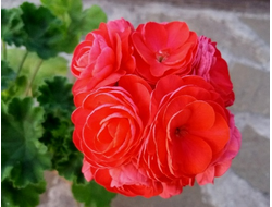 Пеларгония Вива Розита