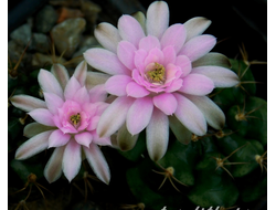 Gymnocalycium rosae VG-573 - 5 семян