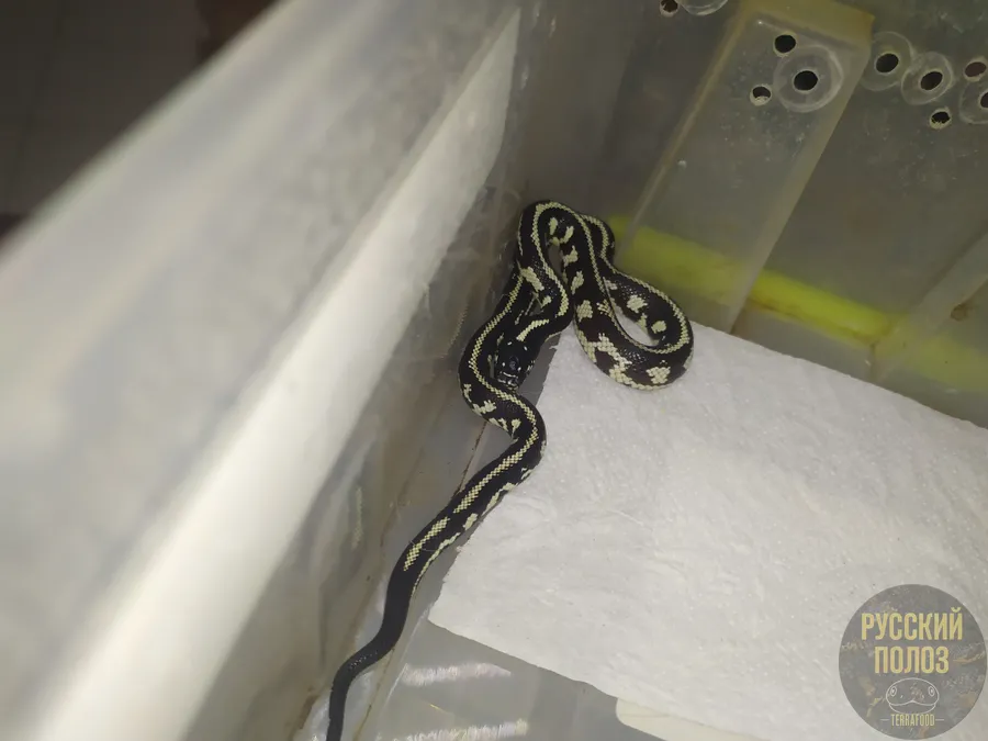Змея королевская, Lampropeltis