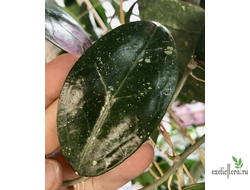 Hoya sp. ‘ Black Leaves ‘  from Prachinburi Province in Thailand (EPC-301)