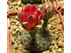 Gymnocalycium baldianum aff.VG-572 (D=10мм)