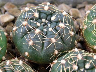 Gymnocalycium netrelianum VG-422 (D=18-20mm)