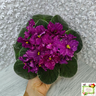 РМ-Финикийская Принцесса (Н. Скорнякова) 2023 г.