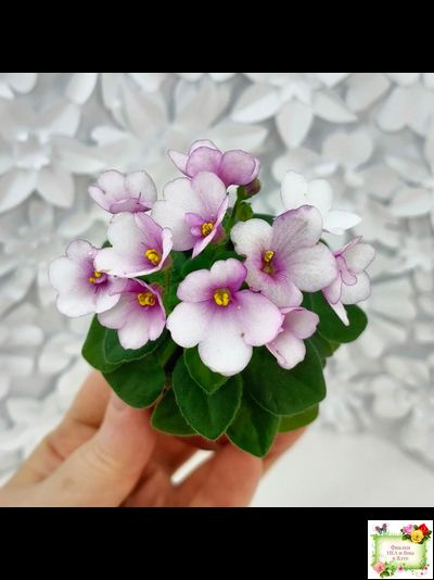 ЛЕ-Колибри (Е. Лебецкая) (3 листа посажены в 1 стак. 20.10.25)