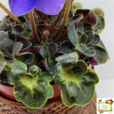 Mac's Pizza Pizzicato (G. McDonald) 01/31/2008 (гёрл-лист)