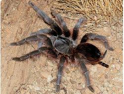 Aphonopelma serratum