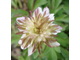 Anemone nemorosa Explosion