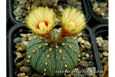 Astrophytum asterias f.Llera