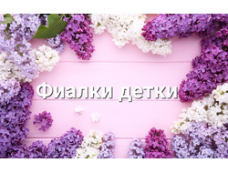Фиалки детки (стандарт)