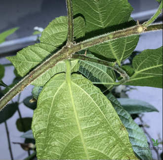Ficus Coronata / фикус Короната