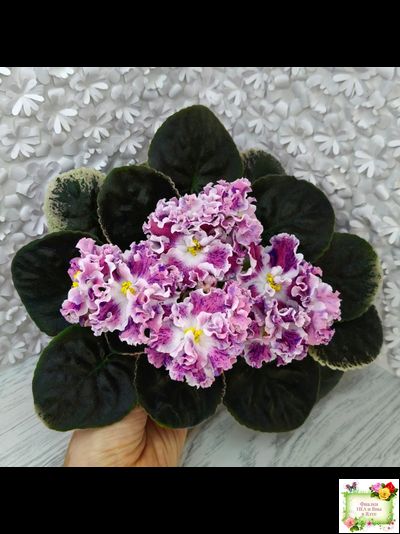 ТФ-Confetti (Т. Фурлетова) 2024 г. (лист с детками посажен 13.07.25)