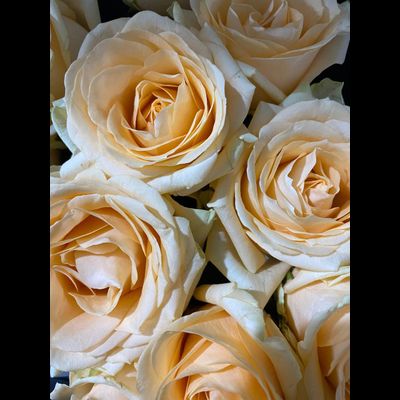 Роза Россия 50 см. 11 шт