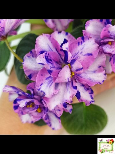 МК-Ветер Перемен Люкс химера (пасынок укоренённый из цветоноса)