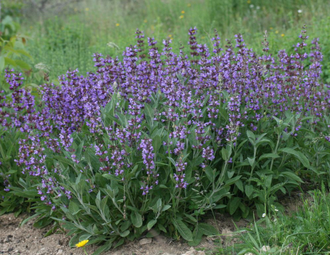 Шалфей лекарственный (Salvia officinalis), цветущие верхушки, Крым (10 мл) - 100% натуральное эфирное масло