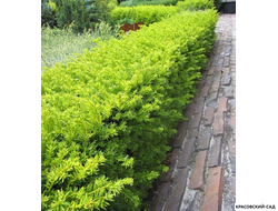 Тис ягодный Элегантиссима - Elegantissima