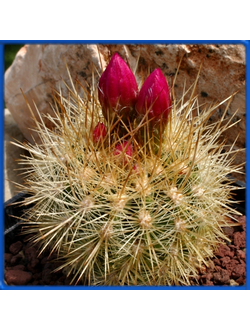 Neoporteria subgibbosa IDD 1488