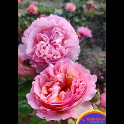 Принцесса Шарлен де Монако (Princesse Charlene De Monaco)