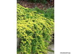 Можжевельник горизонтальный Голден Карпет