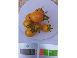 Томат Утренний шмель (Sunrise Bumble Bee)