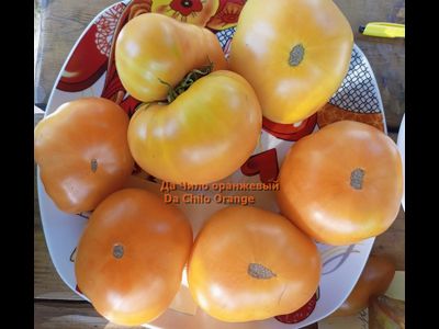 Томат Да Чило оранжевый (Da Chilo, США)