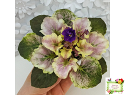 АВ-Корзиночка с Ежевикой (Фиалковод) 2021 г. (гёрл-листья с кроновой пестролистностью)