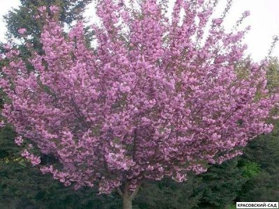 Вишня Роял Бургунди - Royal Burgundy