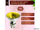 Muller Licht JDR-C-GU/550Y 50w 230v 50° GU10 Yellow