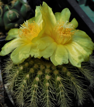 Eriocactus warasii HU 1489 (D=25-28mm)