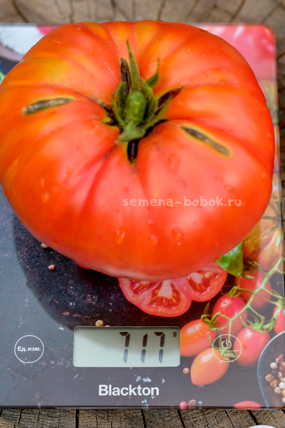Томат Ивунтянский Великан, 10 шт