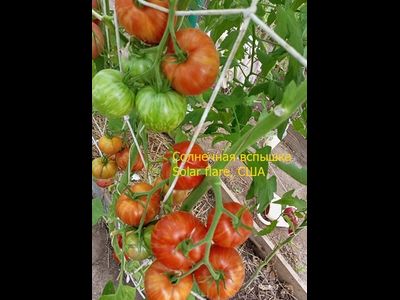 Томат Солнечная вспышка (Solar flare)