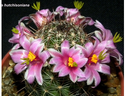 Mammillaria hutchisoniana - 5 семян