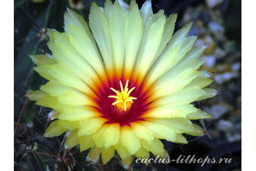 Astrophytum senile