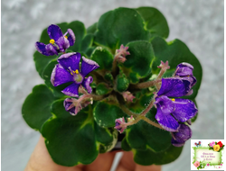 Vi-Niagara (И. Виблая) 2022 г. (Сорт стартер)