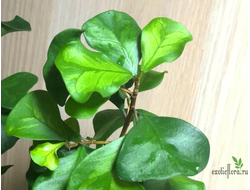 Ficus Triangularis "Green Dream" / фикус Грин Дрим