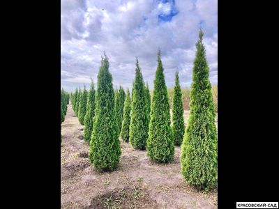Туя Смарагд - Smaragd 3 метра