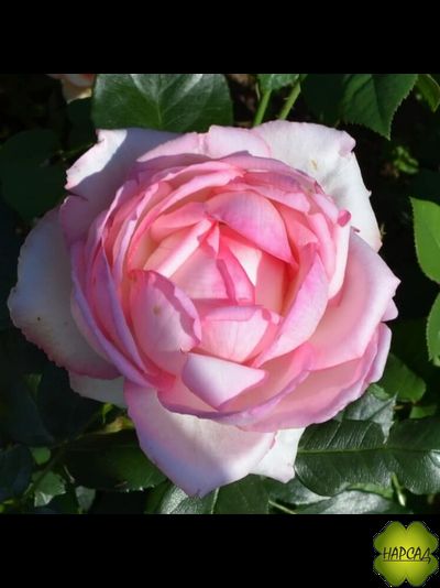 РОЗА МЕЙЯН ЧАЙНО-ГИБРИДНАЯ &quot;ОНОРЕ ДЕ БАЛЬЗАК&quot; (Honor de Balzac)