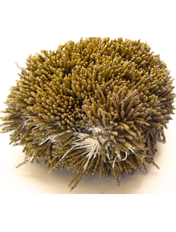 Тычинки Сахарные около 140 нитей , цвет золото